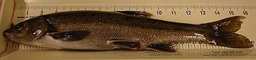 1054_Dennis Cocherell_Hardhead_Mylopharodon conocephalus.jpg 1054_Dennis Cocherell_Hardhead_Mylopharodon conocephalus.jpg